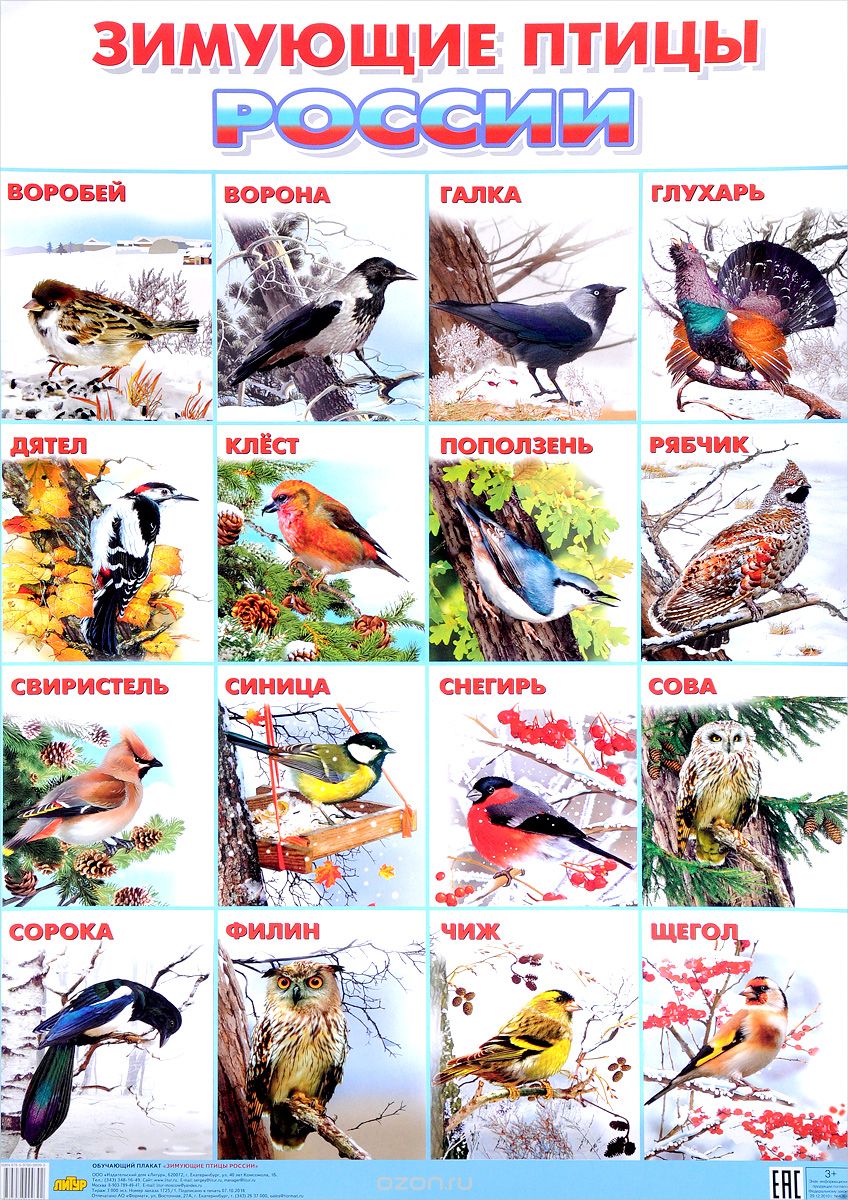 Литур.Плакат.Зимующие птицы Росии (550х774 мм) (3+)
