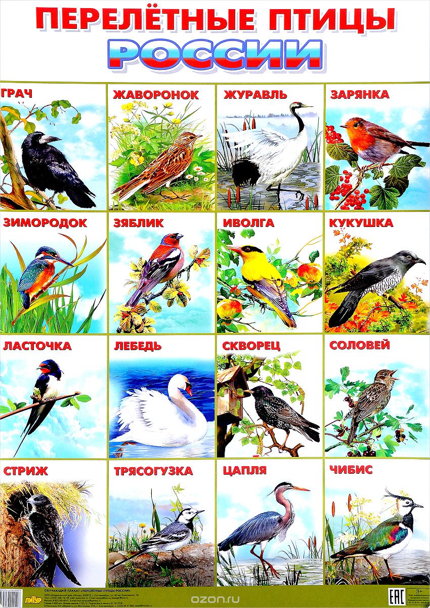 Перелетные птицы России. Плакат