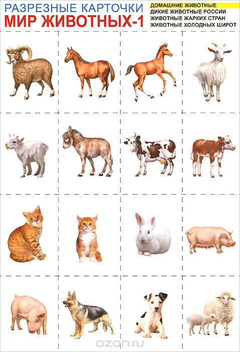 Мир животных-1. Разрезные карточки