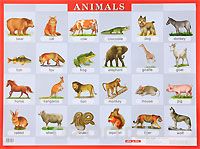 Animals. Наглядное пособие для школы